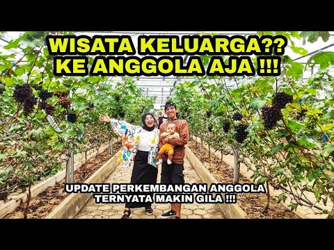 Video: Anggur Di Taman Zon 8 - Menanam Taman Menegak Di Zon 8