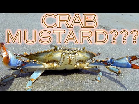 Video: Hvilke krabber har sennep?