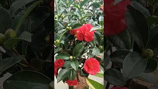 Pink Camellia @PlantZone