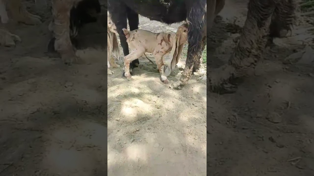 New Born Baby  Longest Ears 