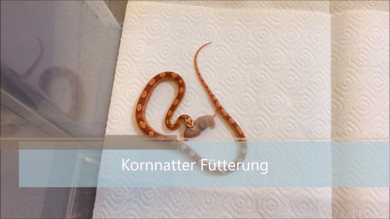 http://cf.edu Kornatter Fütterung #01