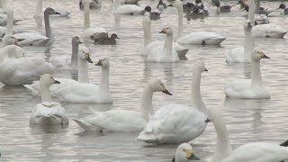 千葉にハクチョウ千羽飛来 印西の水田で越冬