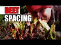 Beet Spacing 101 - Garden Quickie Episode 55