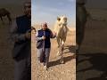 How Much Camels Are Liked In Dubai Shortvideo How Much Camels Are Liked In Dubai Shortvideo