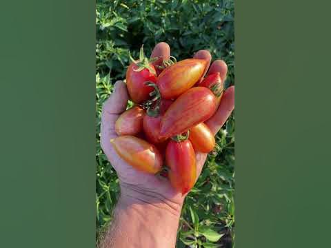 Конфетки сладкие сосульки - очень вкусный томат для огорода. Обзор. # ...