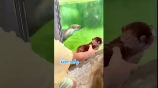 Family Fun and travel #kansas #funplaces #zoo @LeeRichardsonZoo