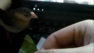 Mandy The Java Sparrow...really Hates Leaf