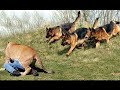 人間の子供を必死で守るジャーマンシェパード犬たち #4