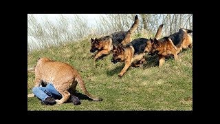 人間の子供を必死で守るジャーマンシェパード犬たち #4