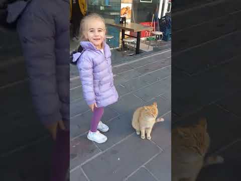 kedi fena saldırdı !! #shorts #keşfet