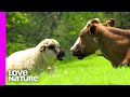 This Happy Ram Loves To Be The King Of The Cattle | Oddest Animal Friendship | Love Nature