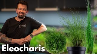 Eleocharis | Liquid Nature Pflanzenvorstellung by Liquid Nature 6,837 views 2 months ago 7 minutes, 39 seconds