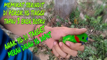 memikat serindit laluan yg tinggi tapau 3 ekor merah dada Vlog-02