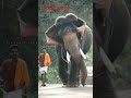 Kerala elephant kerala keralaculture elefant shorts shortselephant viral