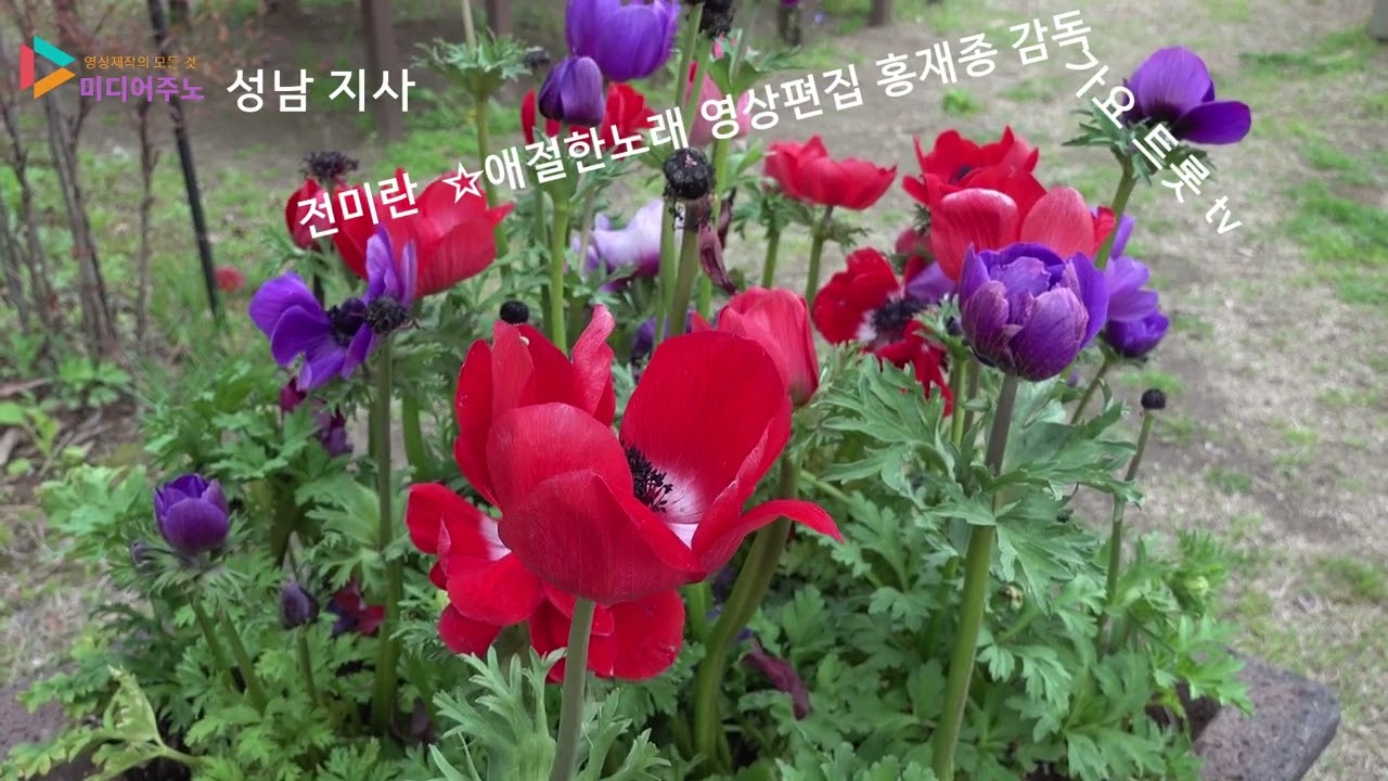 전미란 ★애절한트롯트 메들리 영상편집 미디어 주노 성남지사 홍재종 감독 기요트롯tv