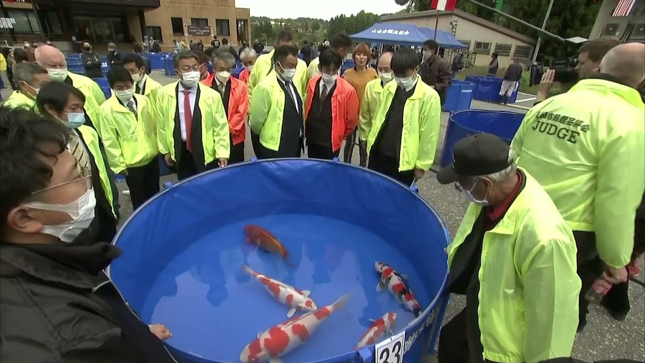 長岡市・旧山古志村】「ニシキゴイ品評会」3年ぶり通常開催 海外の