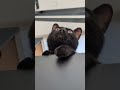 上から眺める黒猫🐱 - Cats seeing something from the top - #shorts #cat