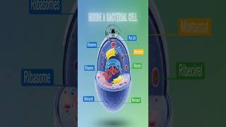 What’s Inside a Bacterial Cell? 🦠