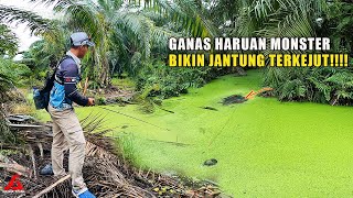 GANAS - GANAS haruan dalam  spot rumput karpet hijau ni!!!! screenshot 5