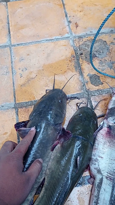 How to Differentiate Catfish and Catfish Physically