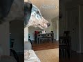 PETS AND GHOSTS #shorts #shortvideo #pets #dog #ghost #scary #horror #creepy #haunted #paranormal