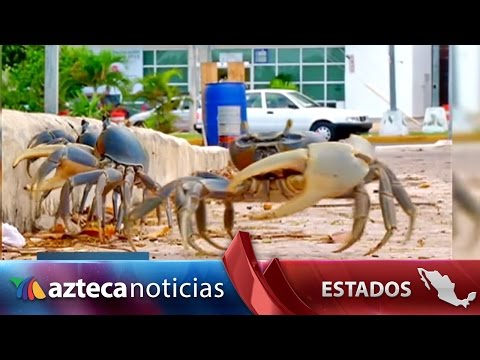 Video: ¿Cuándo es la temporada del cangrejo terrestre azul en Florida?