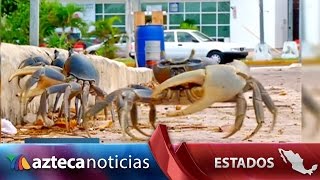 Cangrejos azules desovan en manglares de Cancún