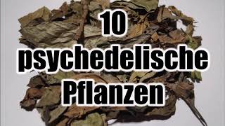 10 pflanzliche Psychedelika / Halluzinogene - psychedelisch wirkende Kräuter