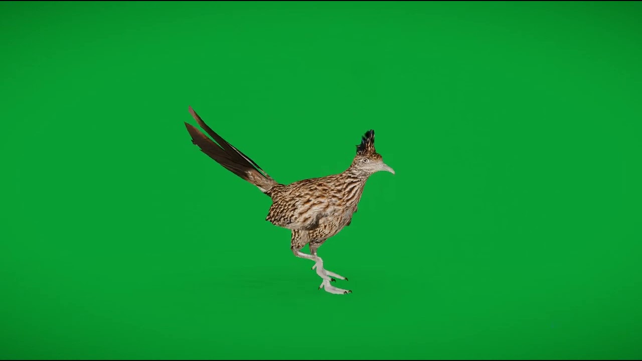 Roadrunner Chaparral Bird - Superhive (formerly Blender Market)