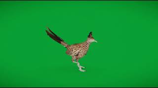 Roadrunner Chaparral Bird - Superhive (formerly Blender Market)
