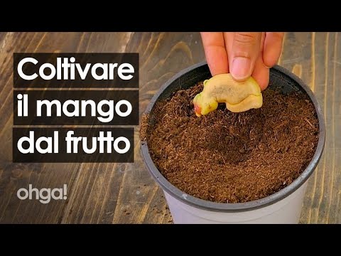 Video: Come Coltivare Il Mango Dal Seme A Casa
