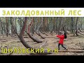 Пьяный лес. Шиловский район, Рязанская область. Танцующий лес