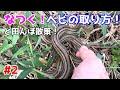 なつく!蛇の捕まえ方#2 と田んぼ散策!【蛇捕獲】