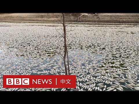 澳大利亞達令河驚現數百萬條死魚－ BBC News 中文