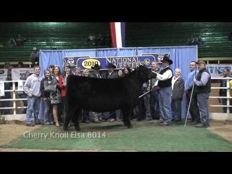 video phone beyonce mp3 Angus Female Show - National Western Stock Show