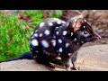 QUOLLS SÃO MARSUPIAIS ENCONTRADOS NA AUSTRÁLIA E NOVA GUINÉ.