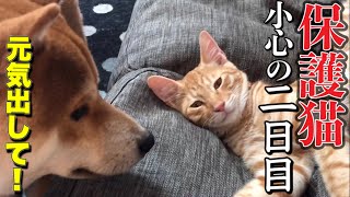 まだまだ元気の無い保護猫ちゃん😿威嚇は決して無い可愛い子猫Worried about stray cats protected by Shiba Inu【子猫】【保護猫】【子猫保護】