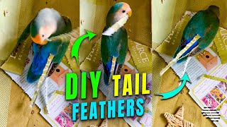 Lovebird with DIY Tail Feathers