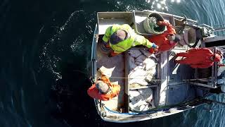 Halibut Longlining - Alaska Halibut Fishery