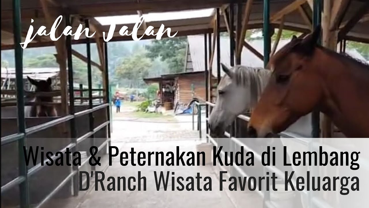 WISATA BERKUDA LIHAT BERBAGAI KUDA AUSTRALIA DAN BLESTERAN DI KANDANG KUDA DE'RANCH LEMBANG BANDUNG