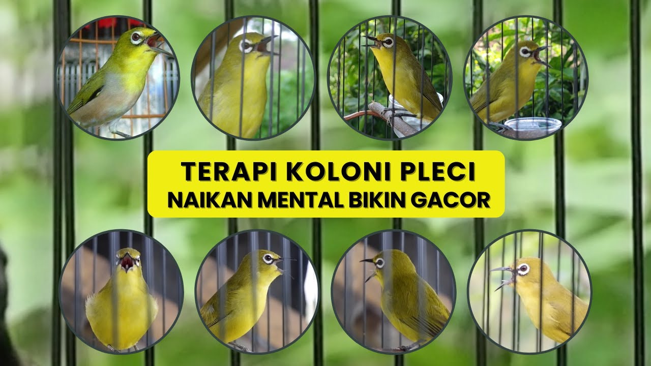 Terapi Pleci Pagi Hari AMPUH Naikan Mental dan Bikin Gacor