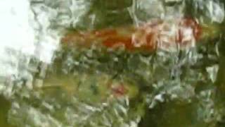 MVI_7100.AVI