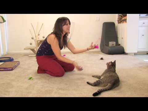 funny cats sleeping in weird positions compilation 2014 funnyplox Mean Kitty - Circus Camp
