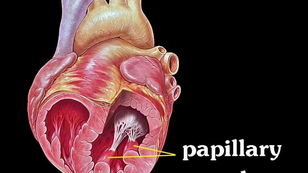 papillary muscles - YouTube