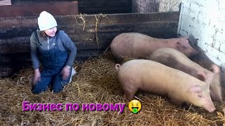 Новый СУПЕР сарай для свиней. БУНКЕРНЫЕ КОРМУШКИ👏. ПЕРЕЕЗД 🥳