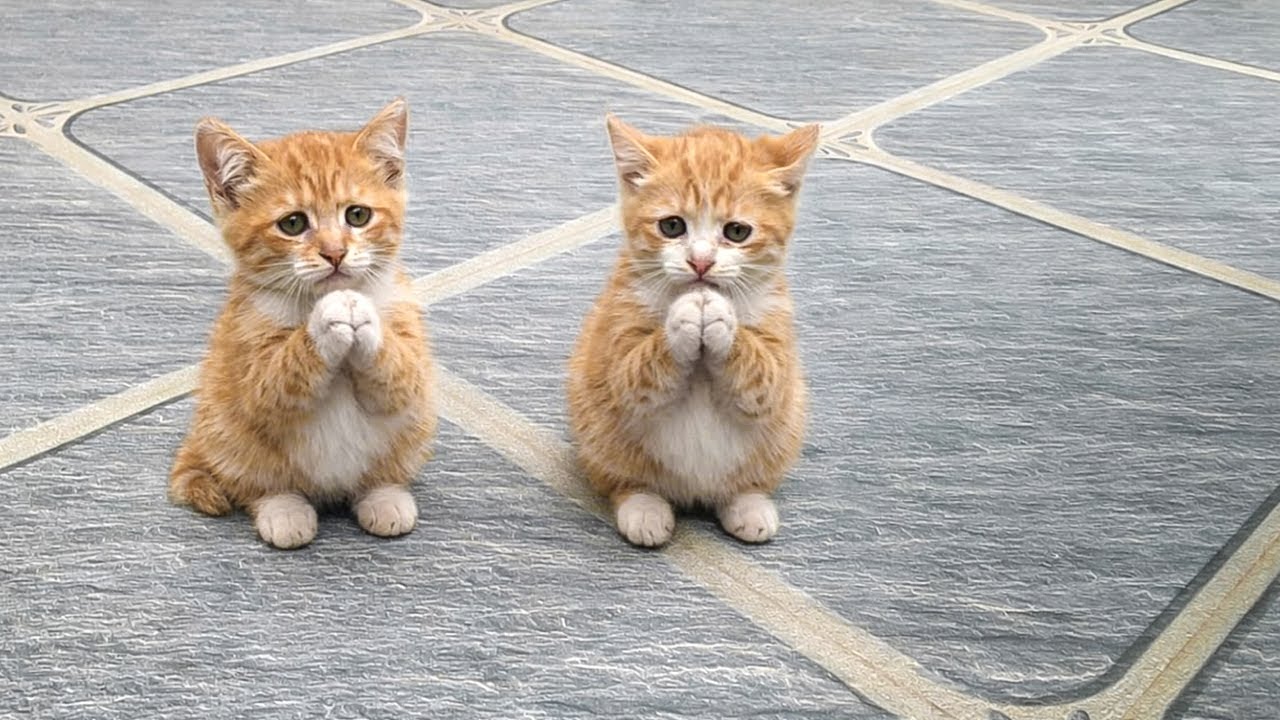 うちの2匹の子猫は餌をもらうのに6時間も待っていました。この見落としを本当に申し訳なく思っています。