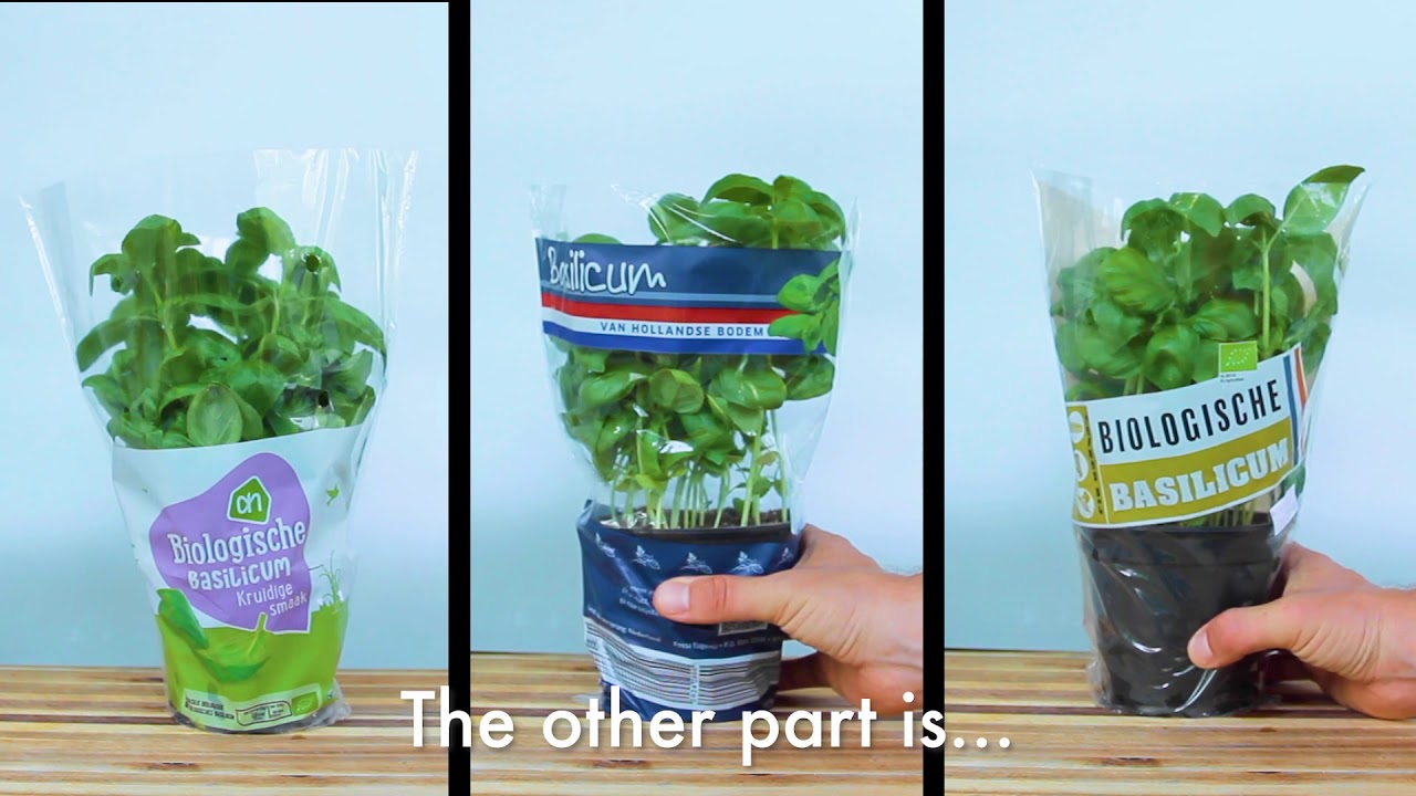 Waarom basilicum thuis zo snel doodgaat.