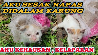 ANAK KUCING DALAM KARUNG ‼️