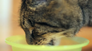 ASMR Cat - Drinking #1 by CatCloseUps 49,195 views 7 years ago 4 minutes, 31 seconds