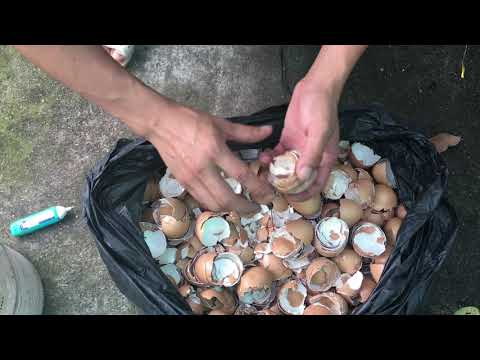 Video: Eggshell Seedlings For Kids - Tìm hiểu về cách trồng cây trong vỏ trứng